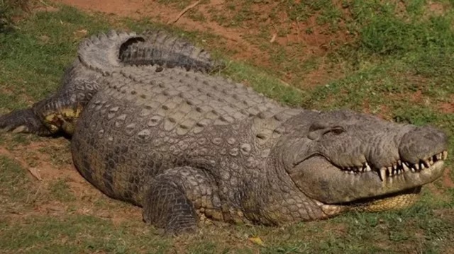 বিশ্বের সবচেয়ে বয়স্ক কুমির